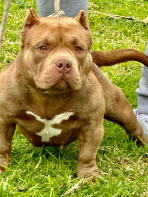 American Bully Andalucia